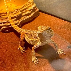 Meet your Posher, Vera